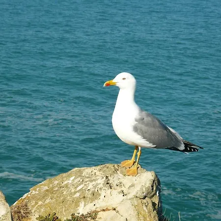 Solinho